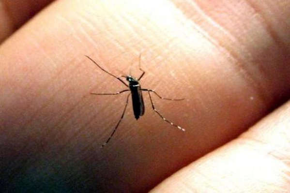 Mutirão contra a dengue inicia na região do Umuarama - Diário do Litoral